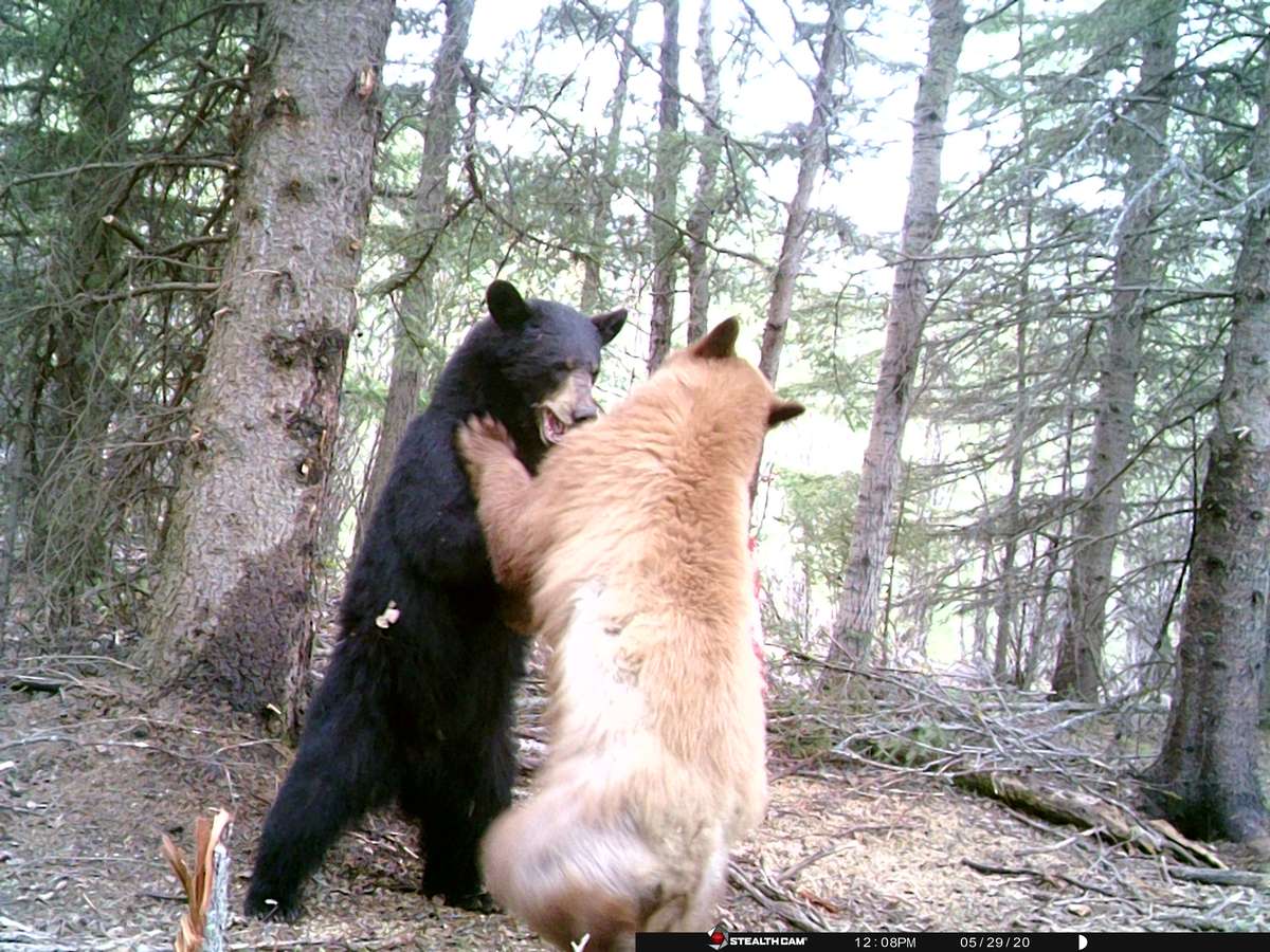 Blonde Color Phase Bear and Black Bear in Alberta